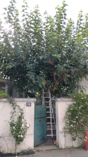 Élagage d un mûrier a Tours, Tours, Élagage Schartier
