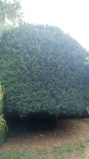 Paysagiste a Chambray les Tours , Tours, Élagage Schartier