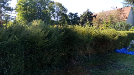 Taille d une haie à Saint Cyr sur Loire, Tours, Élagage Schartier