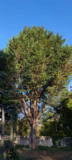 Abattage d un sapin a St Cyr sur Loire, Tours, Élagage Schartier