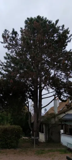 Abbatage d un Pin a Fondettes, Tours, Élagage Schartier