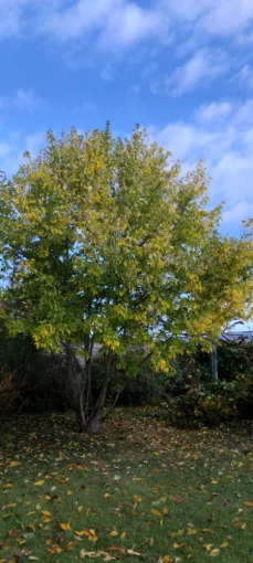 Élagage d un charme a Tours nord, Tours, Élagage Schartier