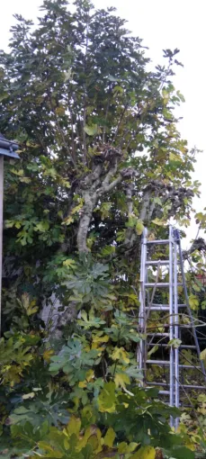 Élagage d un Figuier a Fondettes, Tours, Élagage Schartier