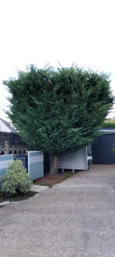 Taille de divers thuyas a Fondettes, Tours, Élagage Schartier