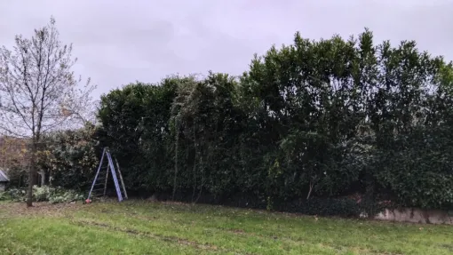 Taille d une haie de Lauriers a Parcay Meslay, Tours, Élagage Schartier