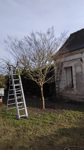 Taille d'un lilas des Indes à la riche, Tours, Élagage Schartier