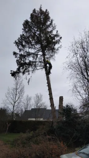 Abattage d un sapin à St Roch, Tours, Élagage Schartier