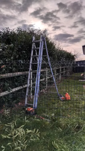 Taille d une haie de laurier à Montreuil , Tours, Élagage Schartier