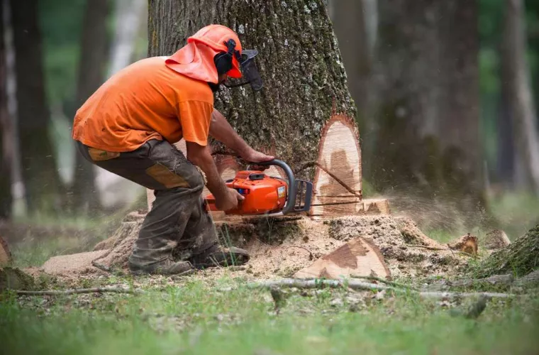 À qui faire appel pour effectuer l'abattage d'un arbre vieux de 50 ans?, Tours, Élagage Schartier