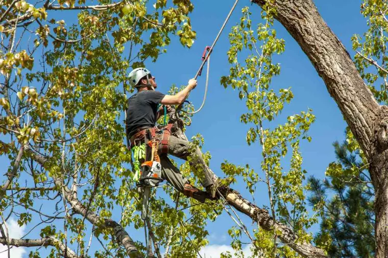 Effectuer l'élagage d'un arbre dangereux sur une propriété privée, Tours, Élagage Schartier