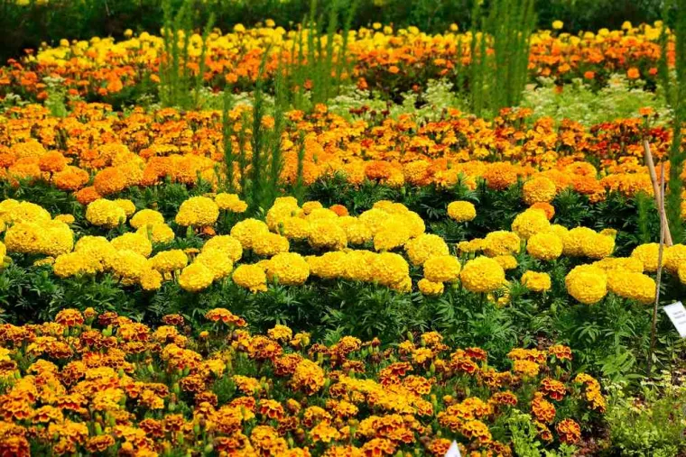Entretien des massifs floraux dans une école maternelle, Tours, Élagage Schartier