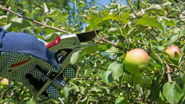 Taille d'arbre fruitier : à quelle période de l'année ?, Tours, Élagage Schartier