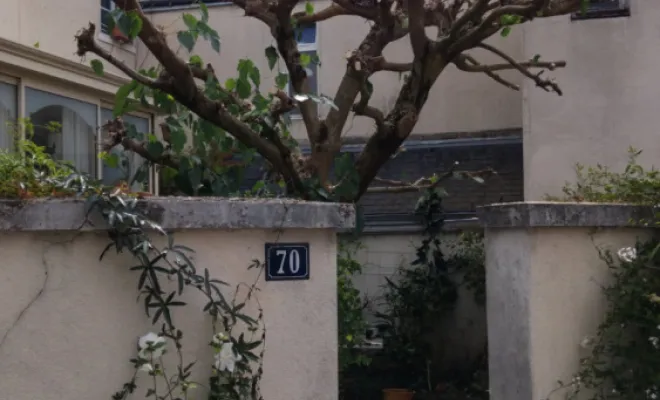 Élagage d un mûrier a Tours, Tours, Élagage Schartier