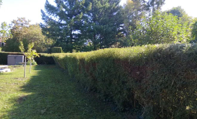 Taille d une haie à Saint Cyr sur Loire, Tours, Élagage Schartier