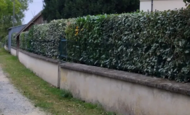 Taille d une haie a Tours, Tours, Élagage Schartier