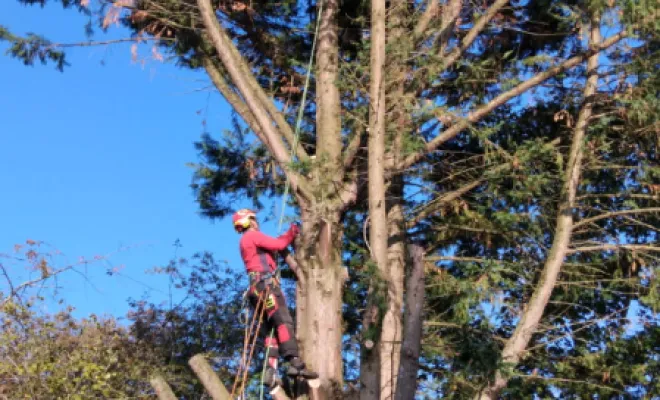 Abattage d un sapin a St Cyr sur Loire, Tours, Élagage Schartier