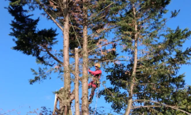 Abattage d un sapin a St Cyr sur Loire, Tours, Élagage Schartier