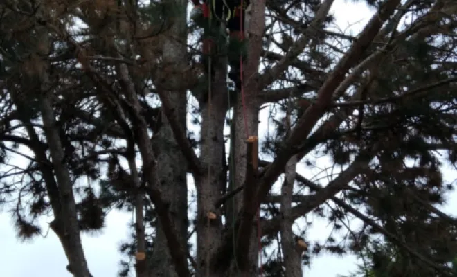 Abbatage d un Pin a Fondettes, Tours, Élagage Schartier