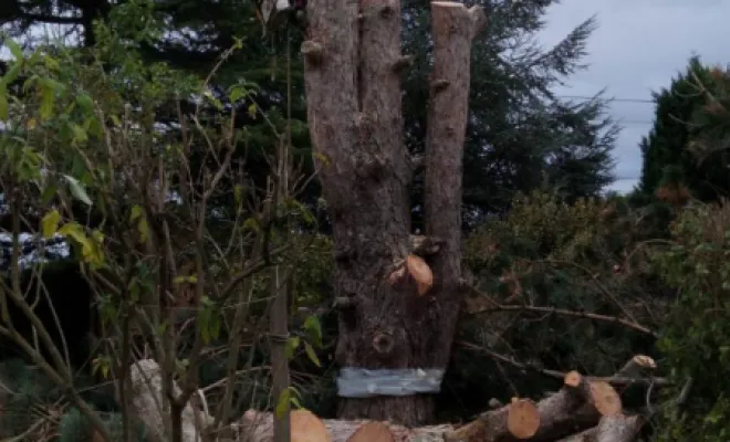 Abbatage d un Pin a Fondettes, Tours, Élagage Schartier