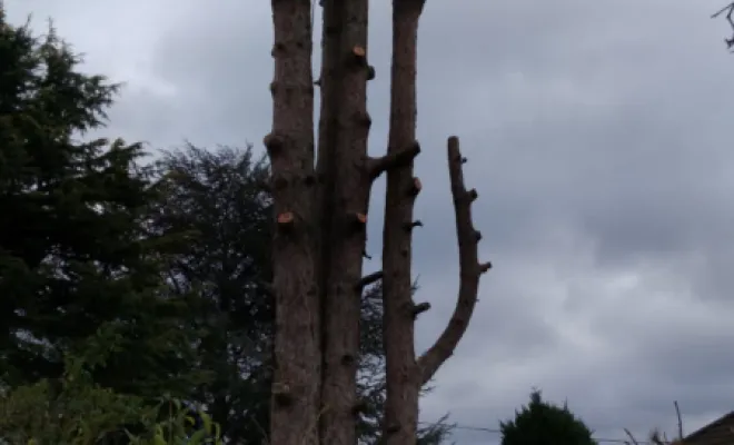 Abbatage d un Pin a Fondettes, Tours, Élagage Schartier