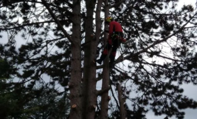 Abbatage d un Pin a Fondettes, Tours, Élagage Schartier