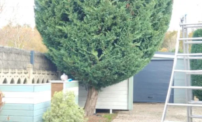 Taille de divers thuyas a Fondettes, Tours, Élagage Schartier