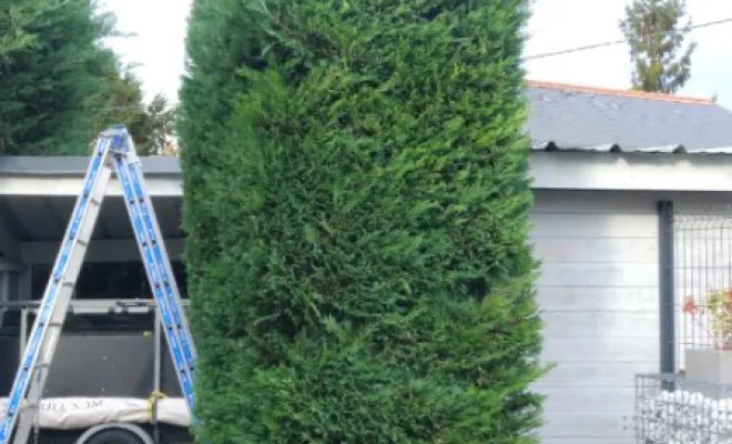 Taille de divers thuyas a Fondettes, Tours, Élagage Schartier