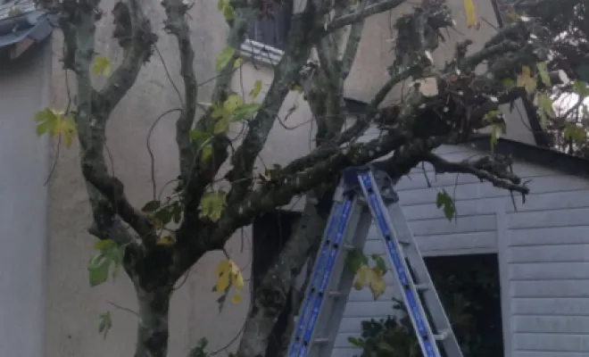 Élagage d un Figuier a Fondettes, Tours, Élagage Schartier