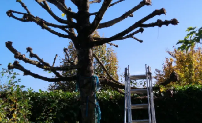 Élagage d un charme a Tours nord, Tours, Élagage Schartier