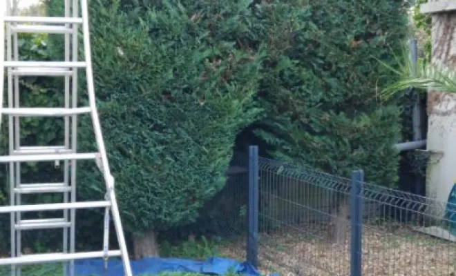 Taille de divers thuyas a Fondettes, Tours, Élagage Schartier