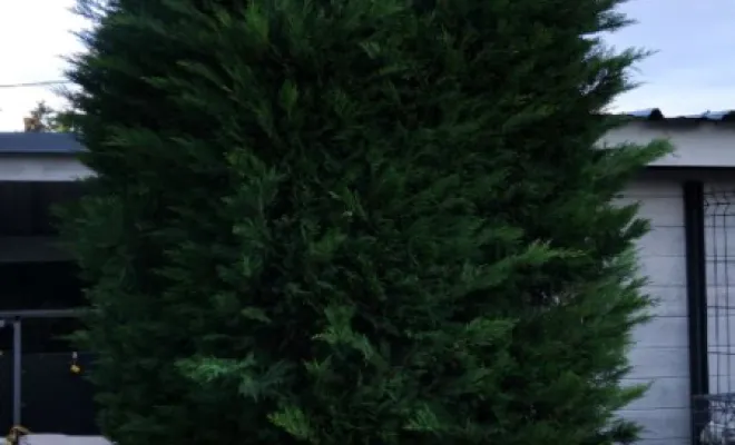 Taille de divers thuyas a Fondettes, Tours, Élagage Schartier