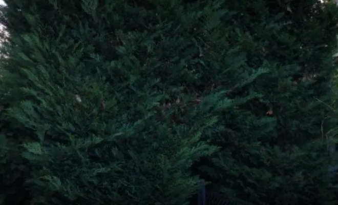 Taille de divers thuyas a Fondettes, Tours, Élagage Schartier