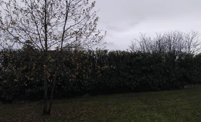 Taille d une haie de Lauriers a Parcay Meslay, Tours, Élagage Schartier