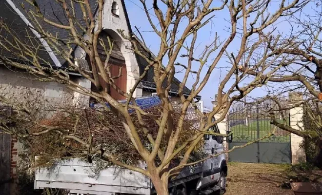 Taille d'un lilas des Indes à la riche, Tours, Élagage Schartier