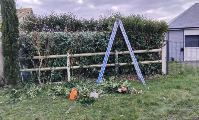 Taille d une haie de laurier à Montreuil , Tours, Élagage Schartier