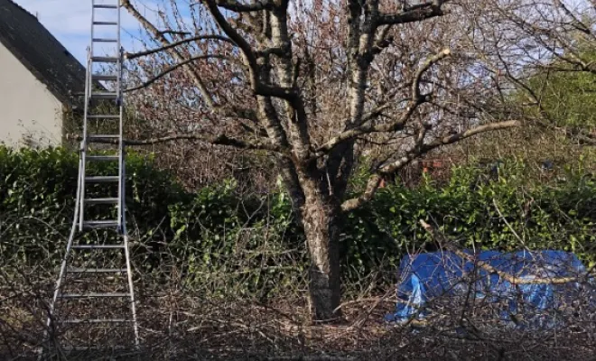 Élagage d un cerisier à Tours Nord, Tours, Élagage Schartier