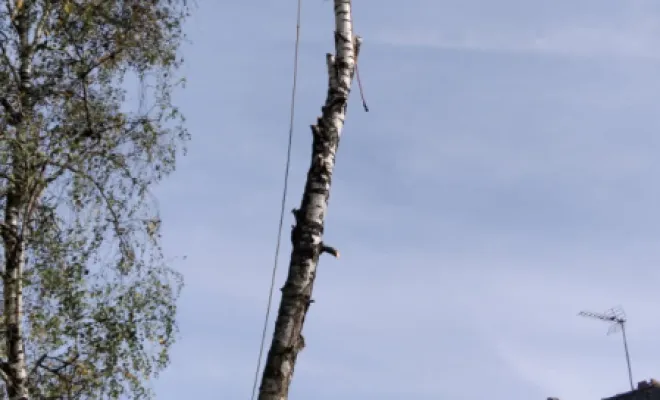 Abattage de bouleau à Saint-Cyr-sur-Loire, Tours, Élagage Schartier