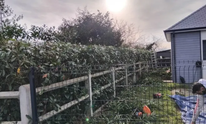 Taille d une haie de laurier à Montreuil , Tours, Élagage Schartier