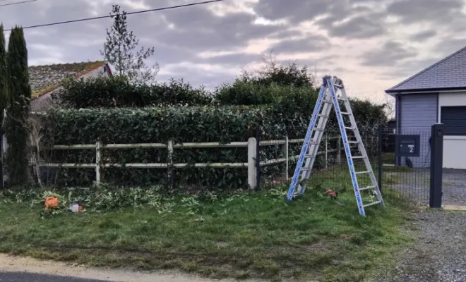 Taille d une haie de laurier à Montreuil , Tours, Élagage Schartier