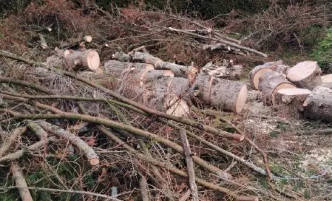 Abattage d un sapin à St Roch, Tours, Élagage Schartier
