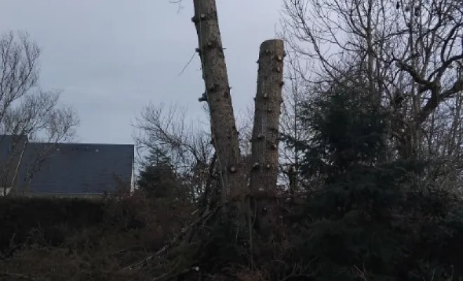 Abattage d un sapin à St Roch, Tours, Élagage Schartier