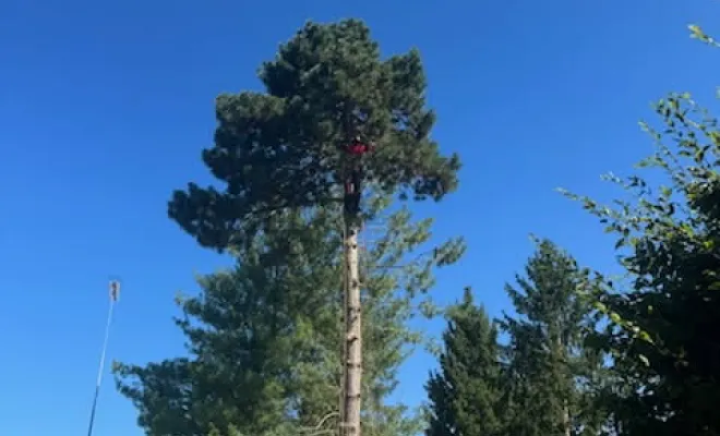 Abattage de 2 sapins, Tours, Élagage Schartier