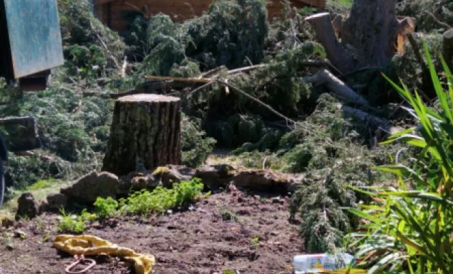 Abattage de 2 sapins, Tours, Élagage Schartier