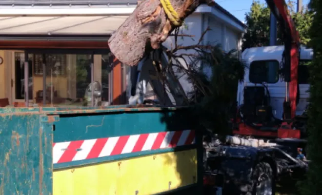 Abattage de 2 sapins, Tours, Élagage Schartier
